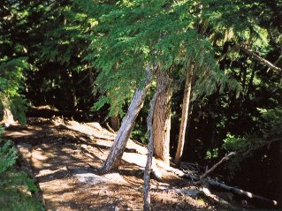 The trail above Greendrop Lake, Greendrop Lake 2000-08.